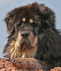 Foto:  www.hundfoto.se